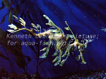 Leafy Sea Dragon, picture no. 13