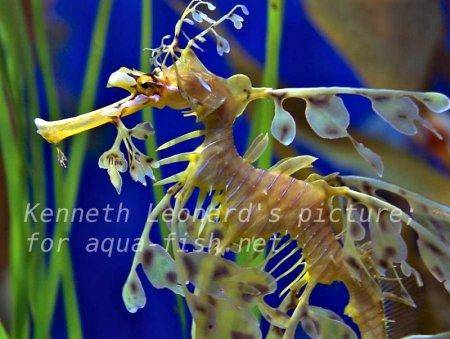 Leafy Sea Dragon, picture no. 23