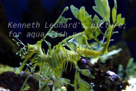Leafy Sea Dragon, picture no. 33