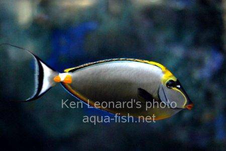 Orangespine Unicornfish, picture number 8