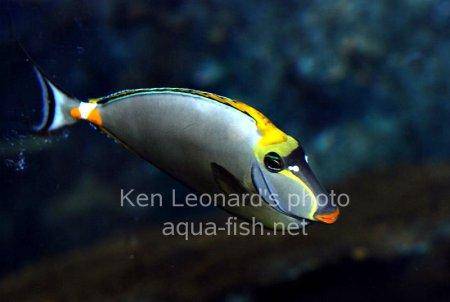 Orangespine Unicornfish, picture number 9