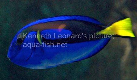 Palette Surgeonfish, picture no. 2