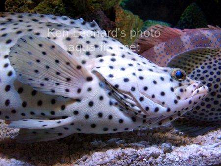 Panther Grouper picture no. 9