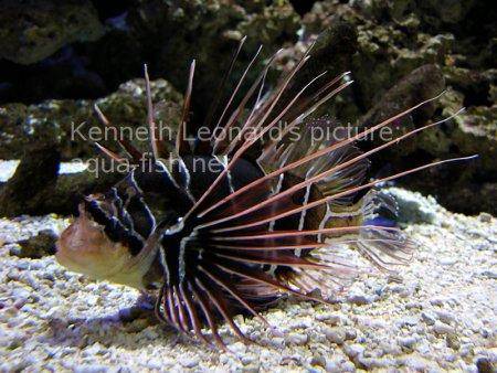 Radiata Lionfish, picture no. 4