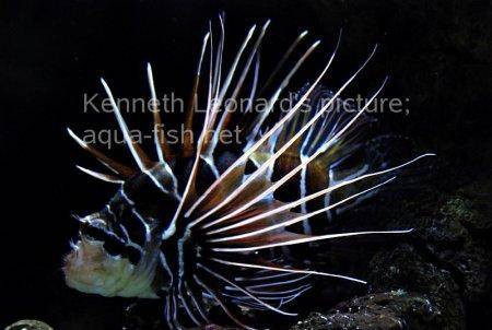 Radiata Lionfish, picture no. 7