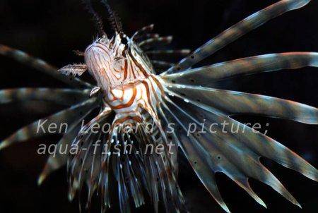 Red Lionfish, picture no. 22