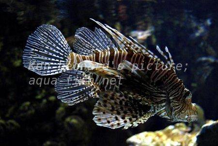 Red Lionfish, picture no. 33