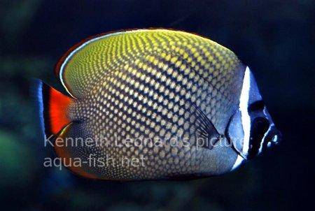 Redtail Butterflyfish, picture no. 3