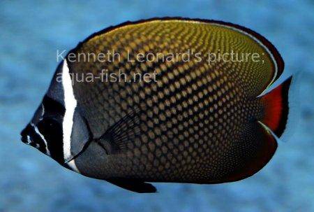 Redtail Butterflyfish, picture no. 4