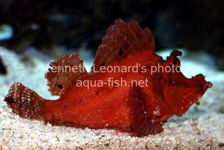 Weedy scorpionfish picture 10