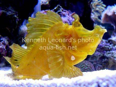 Weedy scorpionfish picture 13