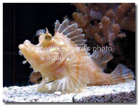 Weedy scorpionfish picture 14