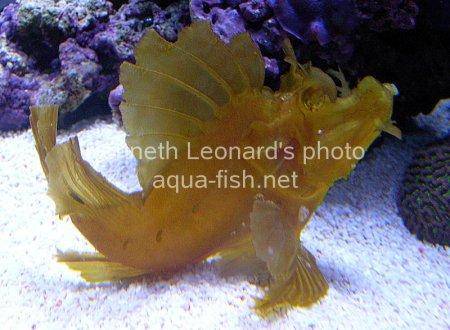 Weedy scorpionfish picture 16