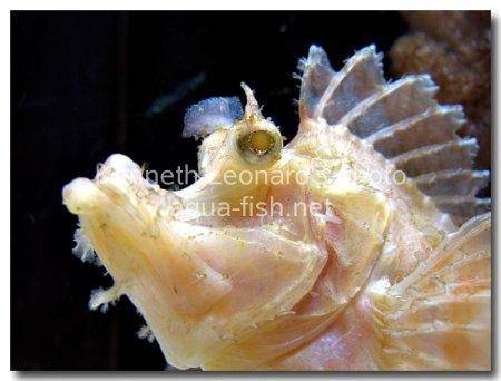 Weedy scorpionfish picture 6