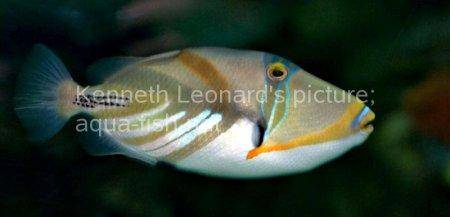 Blackbar Triggerfish, picture no. 8