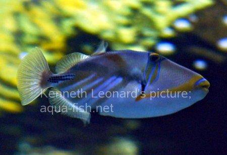 Blackbar Triggerfish, picture no. 17