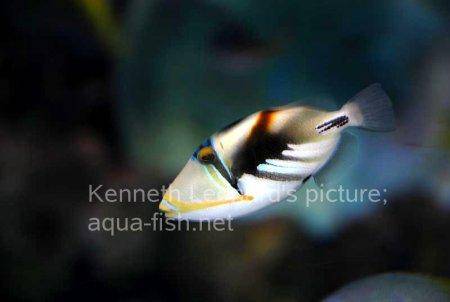 Blackbar Triggerfish, picture no. 18