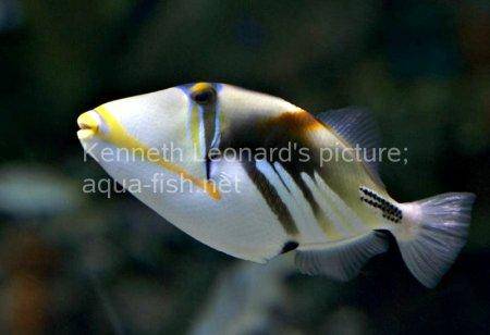 Blackbar Triggerfish, picture no. 9