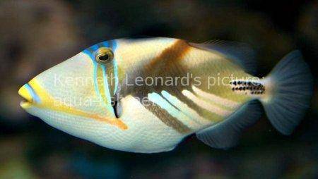Blackbar Triggerfish, picture no. 11
