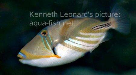 Blackbar Triggerfish, picture no. 16