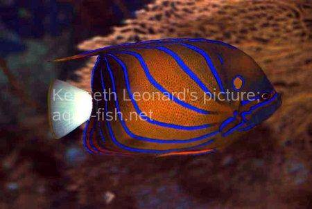 Bluering Angelfish, picture 5
