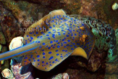 Bluespotted Ribbontail Ray, picture no. 5