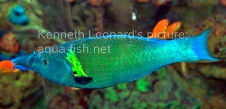 Brown Bird Wrasse, picture no. 5