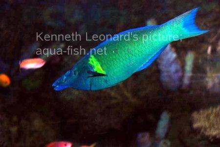 Brown Bird Wrasse, picture no. 6