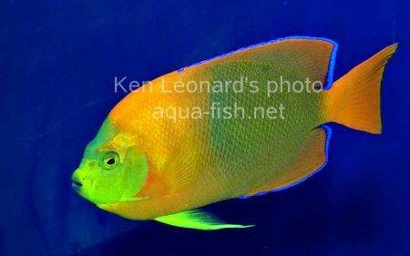 Clarion Angelfish, picture 1