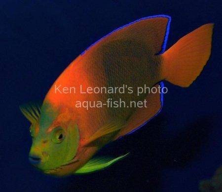 Clarion Angelfish, picture 10