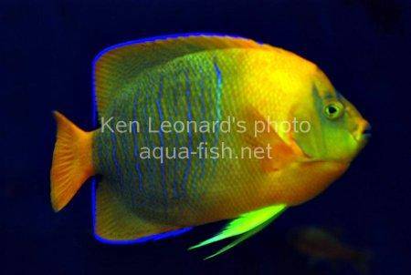 Clarion Angelfish, picture 7