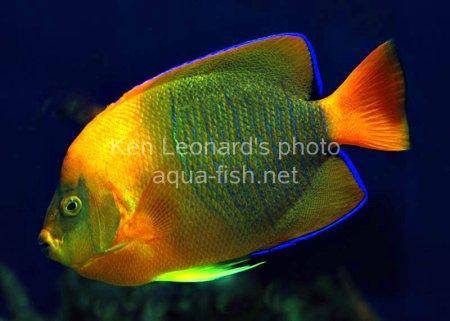 Clarion Angelfish, picture 8
