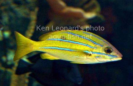 Common Bluestripe Snapper, picture number 8