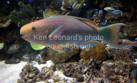 Common Parrotfish picture 7