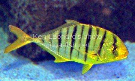 Gold Trevally, picture 6