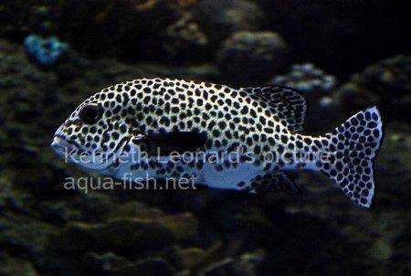 Harlequin Sweetlips, picture no. 7