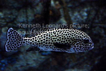 Harlequin Sweetlips, picture no. 9