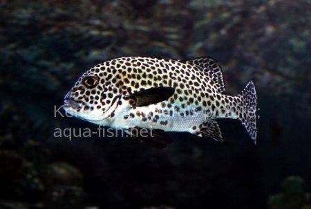 Harlequin Sweetlips, picture no. 10