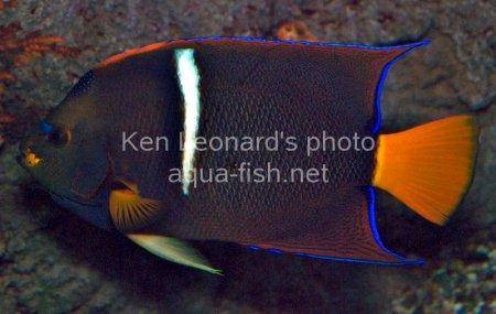 King Angelfish picture 3