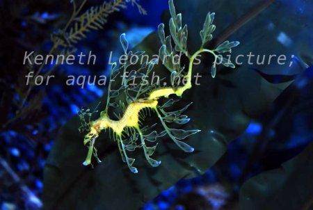 Leafy Sea Dragon, picture no. 14