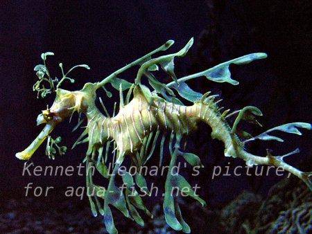 Leafy Sea Dragon, picture no. 16