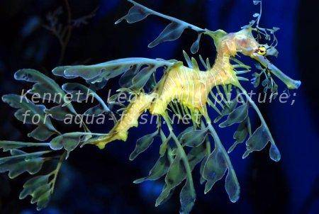 Leafy Sea Dragon, picture no. 17
