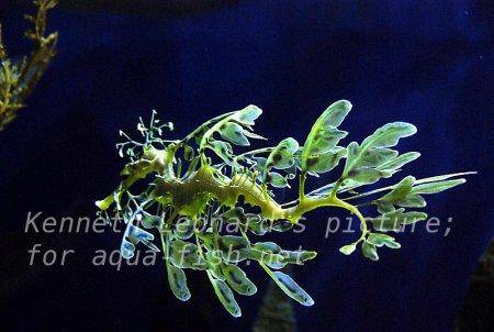 Leafy Sea Dragon, picture no. 27