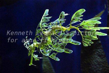 Leafy Sea Dragon, picture no. 28