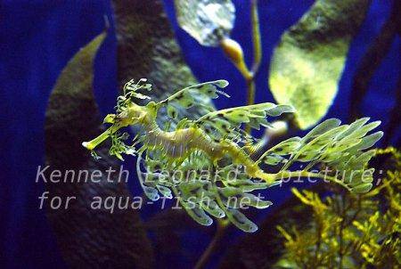 Leafy Sea Dragon, picture no. 30