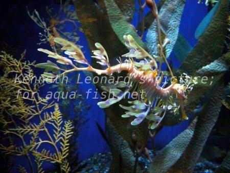 Leafy Sea Dragon, picture no. 5