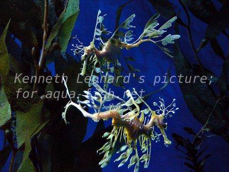 Leafy Sea Dragon, picture no. 10