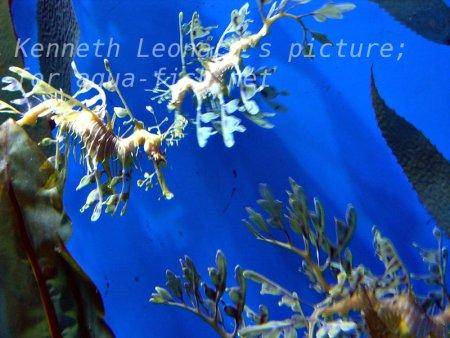 Leafy Sea Dragon, picture no. 11