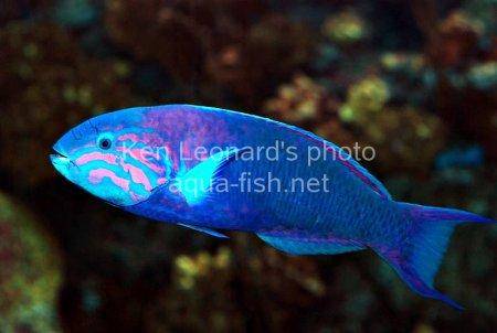Moon Wrasse, picture no. 4