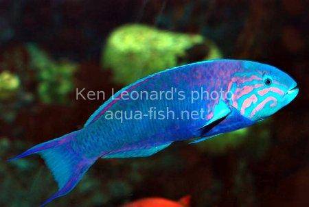 Moon Wrasse, picture no. 5